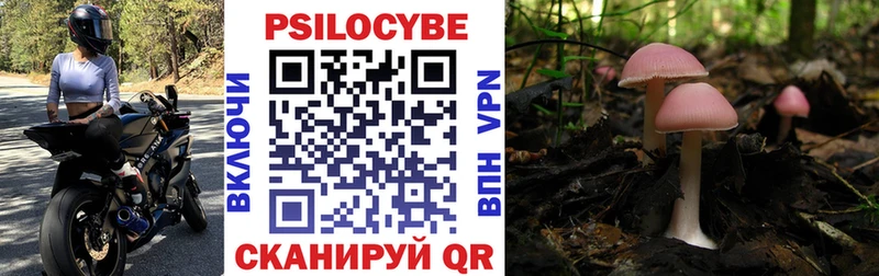Купить  Чебаркуль  Псилоцибиновые грибы Psilocybe 